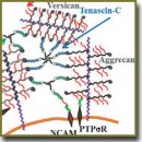 The Role of the Brain Extracellular Matrix in Synaptic Plasticity after Brain Injuries (Review)
